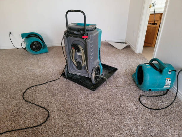 Best Mold removal after water damage  in St Peters, MO
